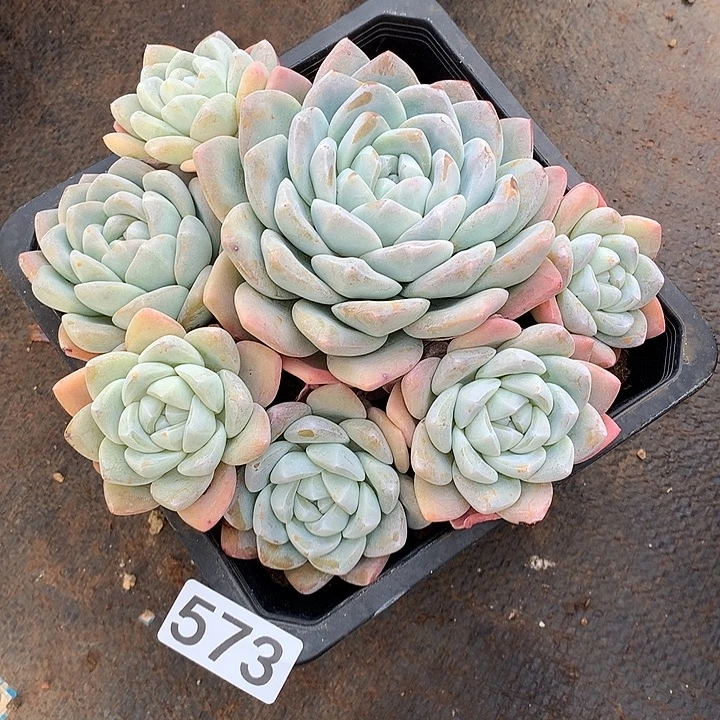 573冰玉 一物一拍多肉