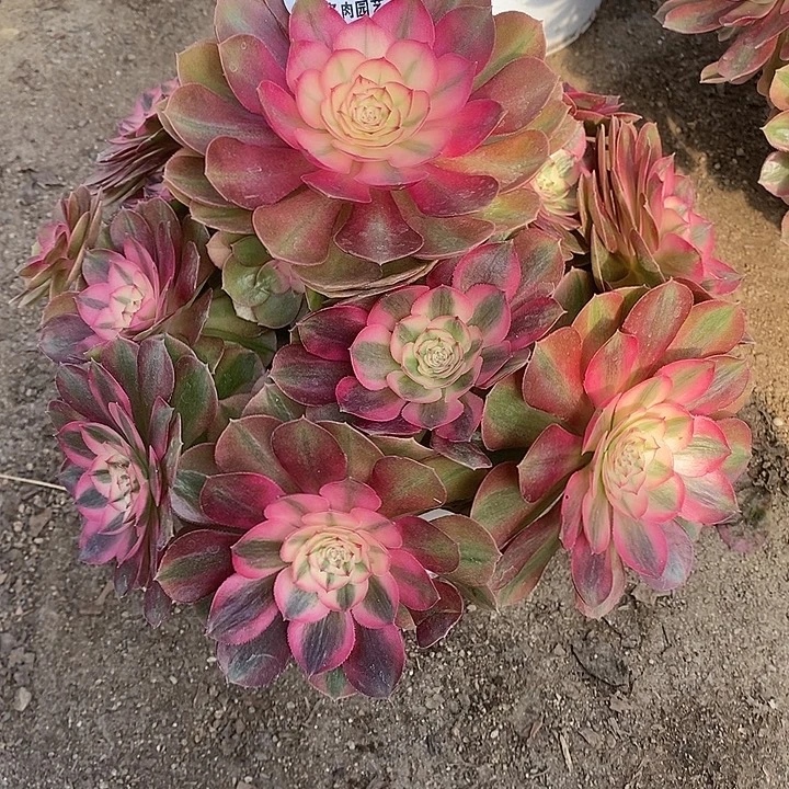 多肉植物火龙果528多肉