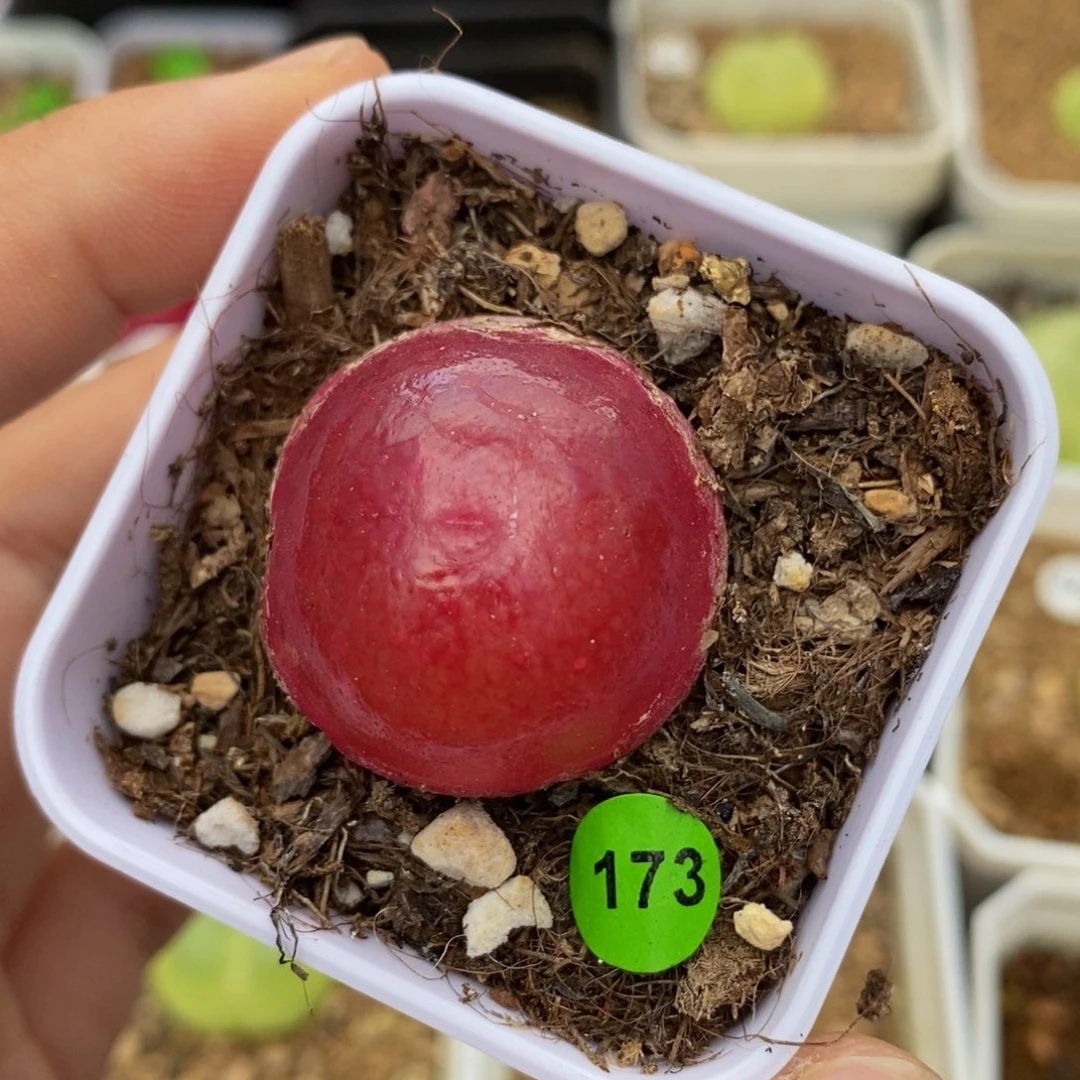 灯泡带盆2.8cm多肉带盆173
