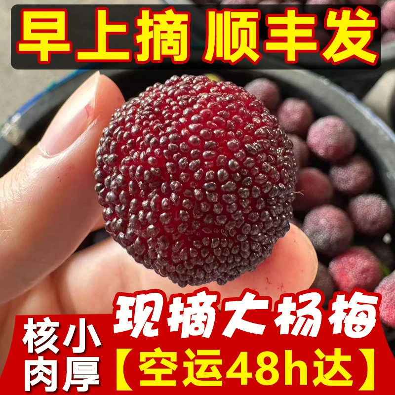 【顺丰空运送货上门】福建浮宫杨梅新鲜水果现摘现发4