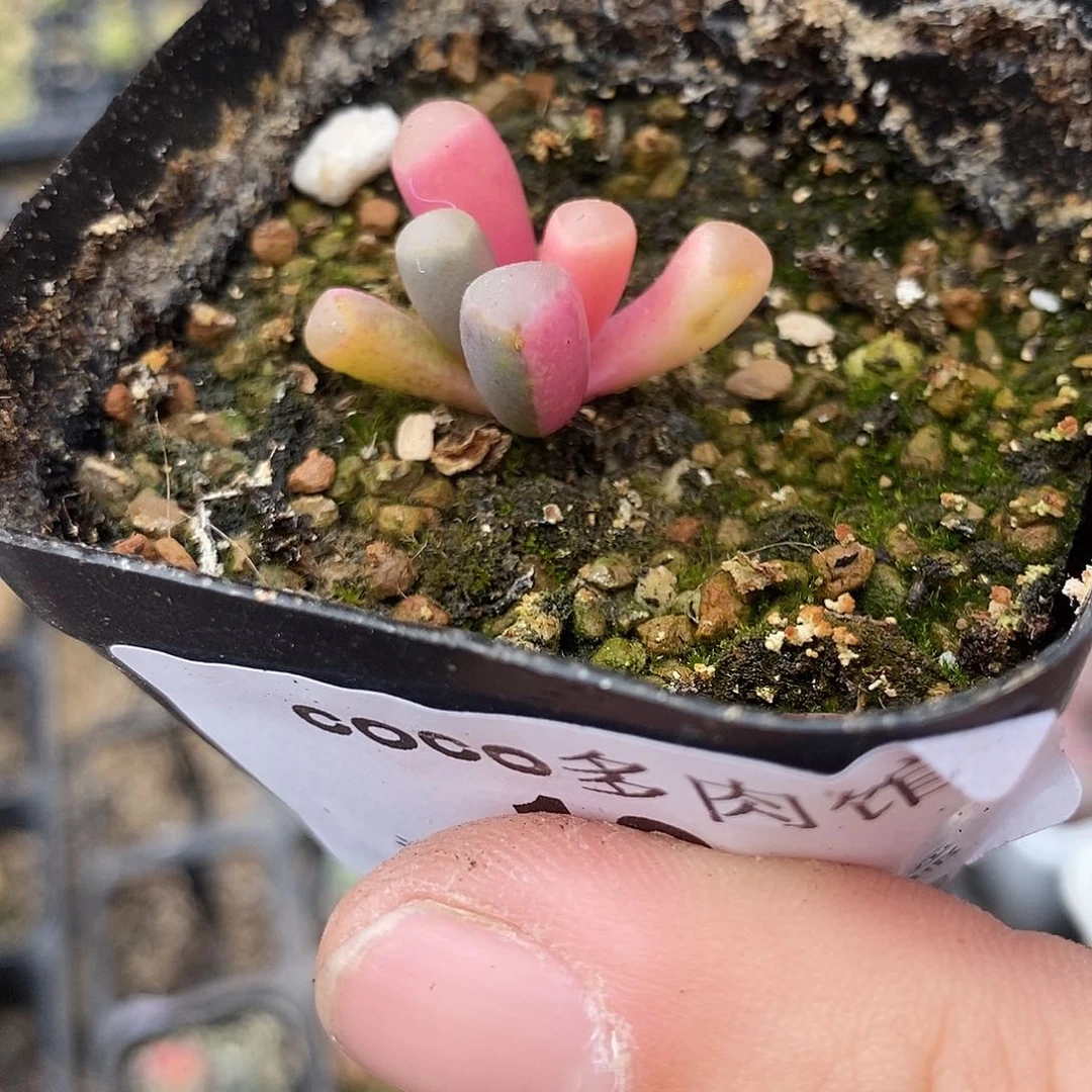 12五十铃玉锦多肉植物