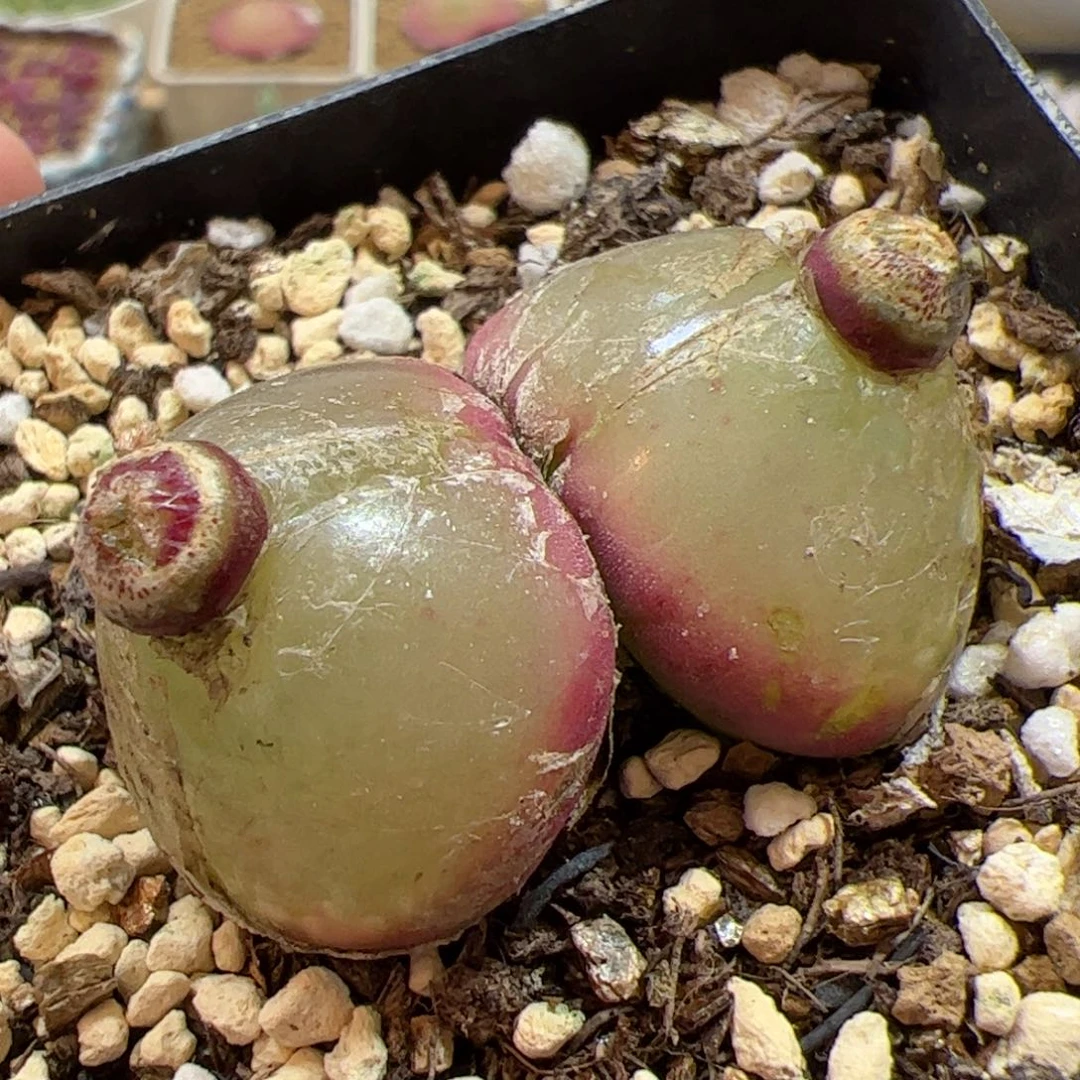 【闪购商品】233 双头灯泡