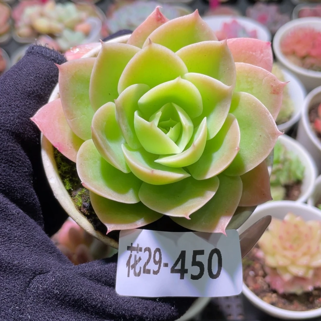 花利美29-450柠檬酸橙