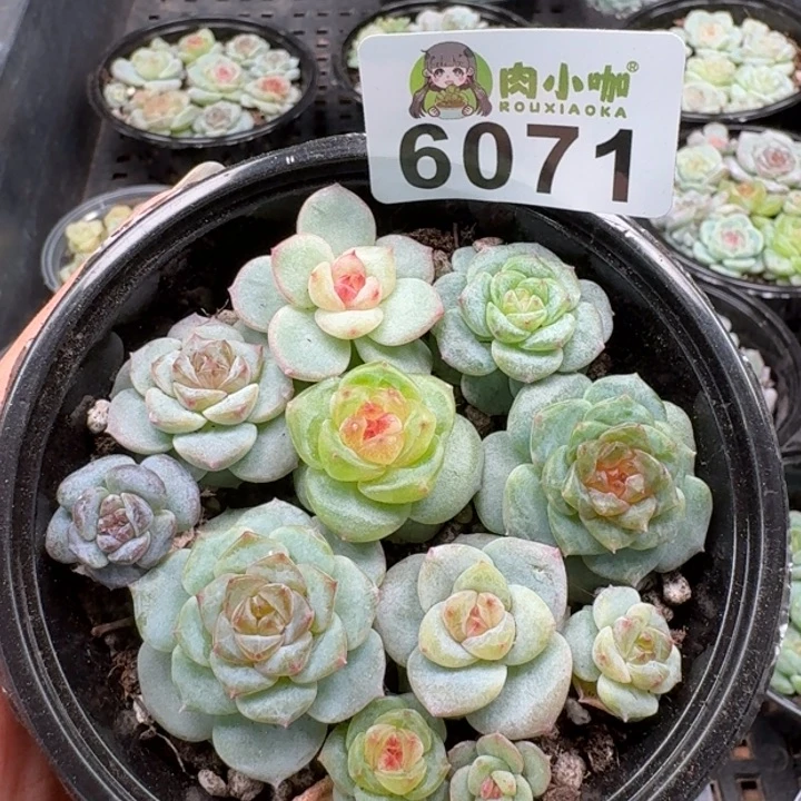 多肉植物多肉植物