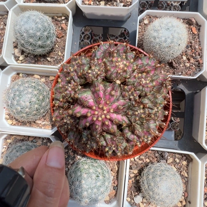 大***西红太阳幼儿乐园的设计与制作