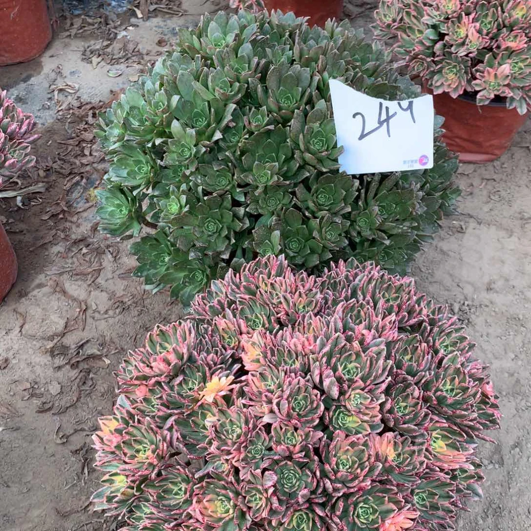 249多肉植物盆栽植物