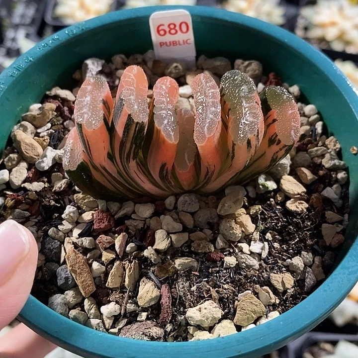 680赤斑玉扇锦一物一拍