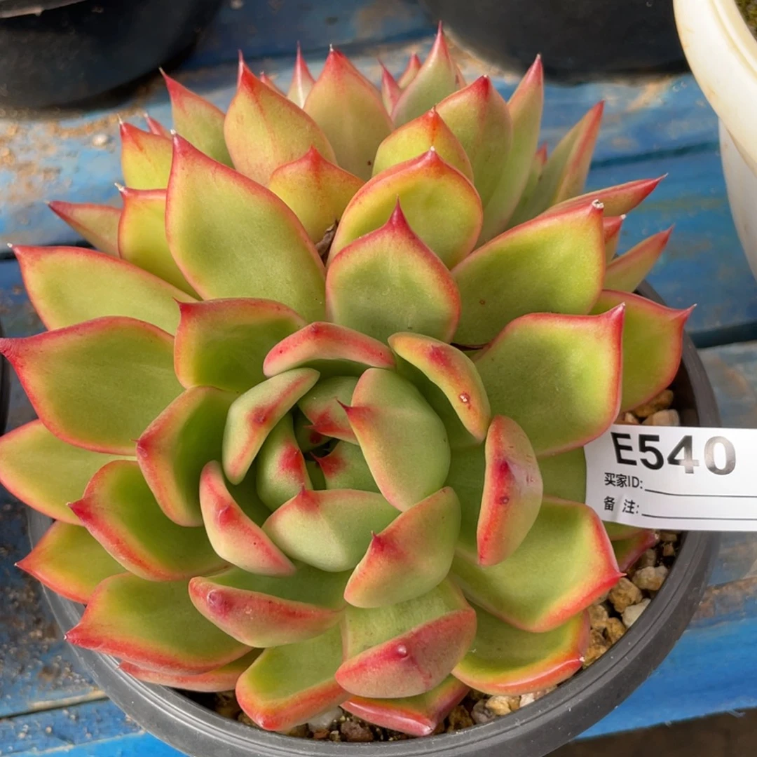 无花朵若如东云单拍E540