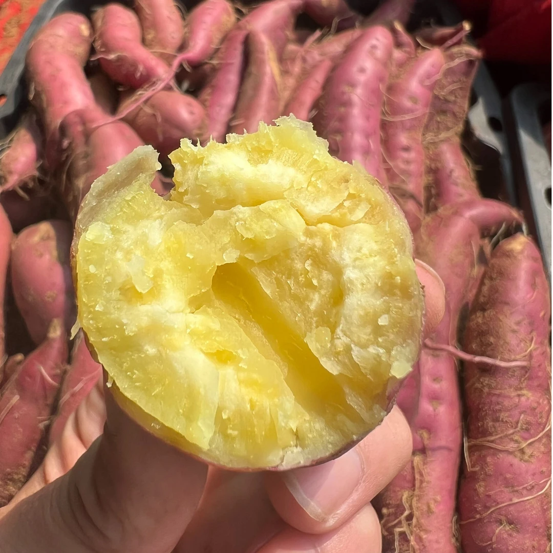 25年新果海南桥头地瓜 农家沙地红薯番薯 发芽正常不售后介意勿拍