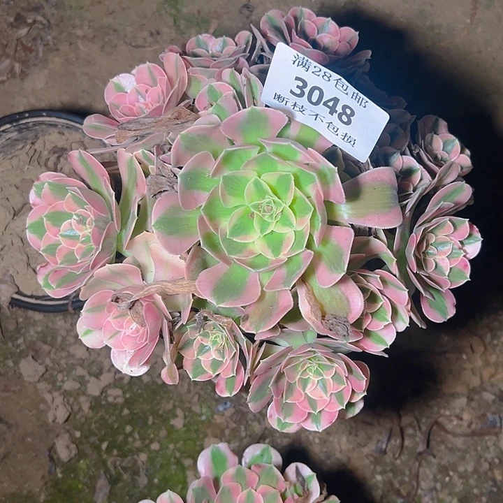 3048粉女巫多肉植物