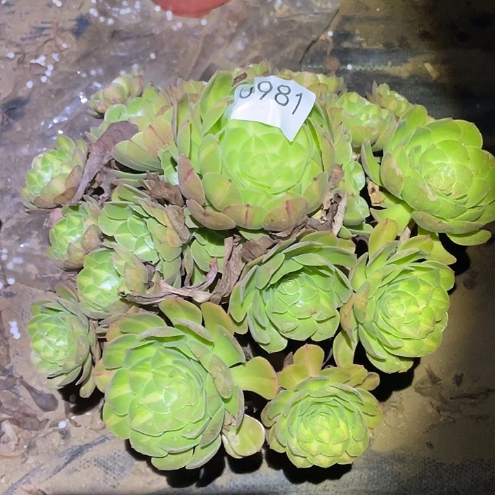 多肉植物法师981抹茶