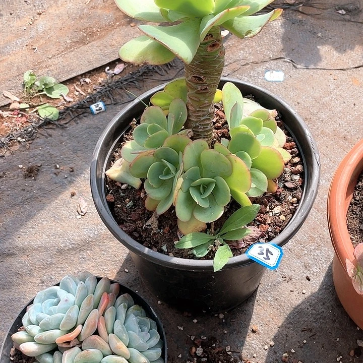 35杂 一物一拍多肉