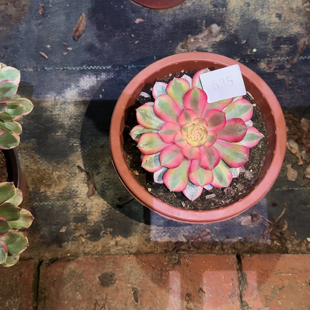 多肉植物粉花妖变535