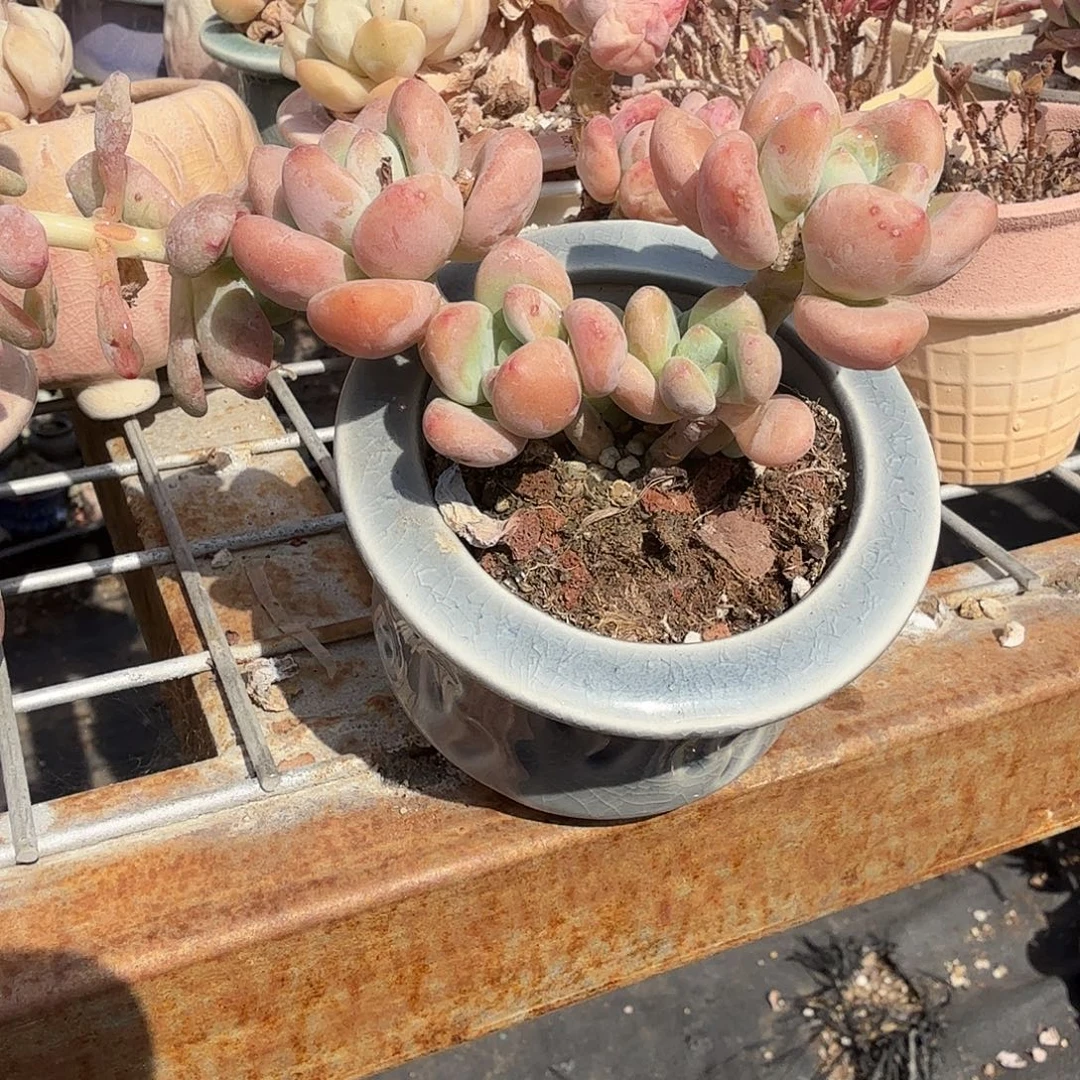 红洛神带盆多肉植物
