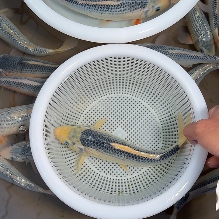 用***8锦鲤锦鲤的故事是