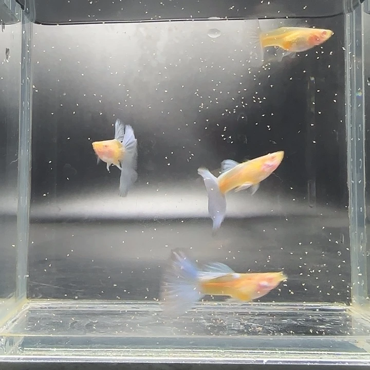 孔雀鱼蓝白半月4母3公