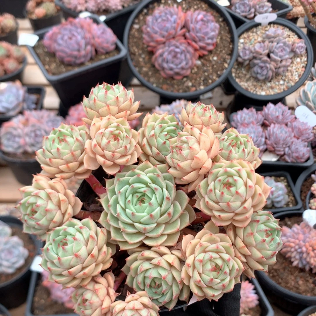 15厘米16头苯巴 无砍 5609