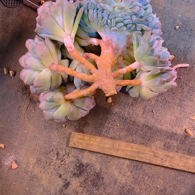 【闪购商品】伪****）11111111