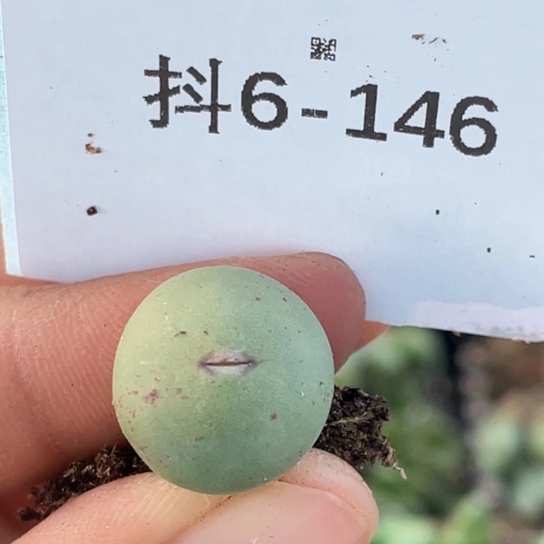 6-146嘴多肉植物肉锥