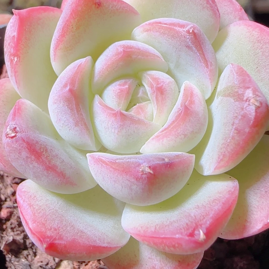 花语逸镜1102-280白桃