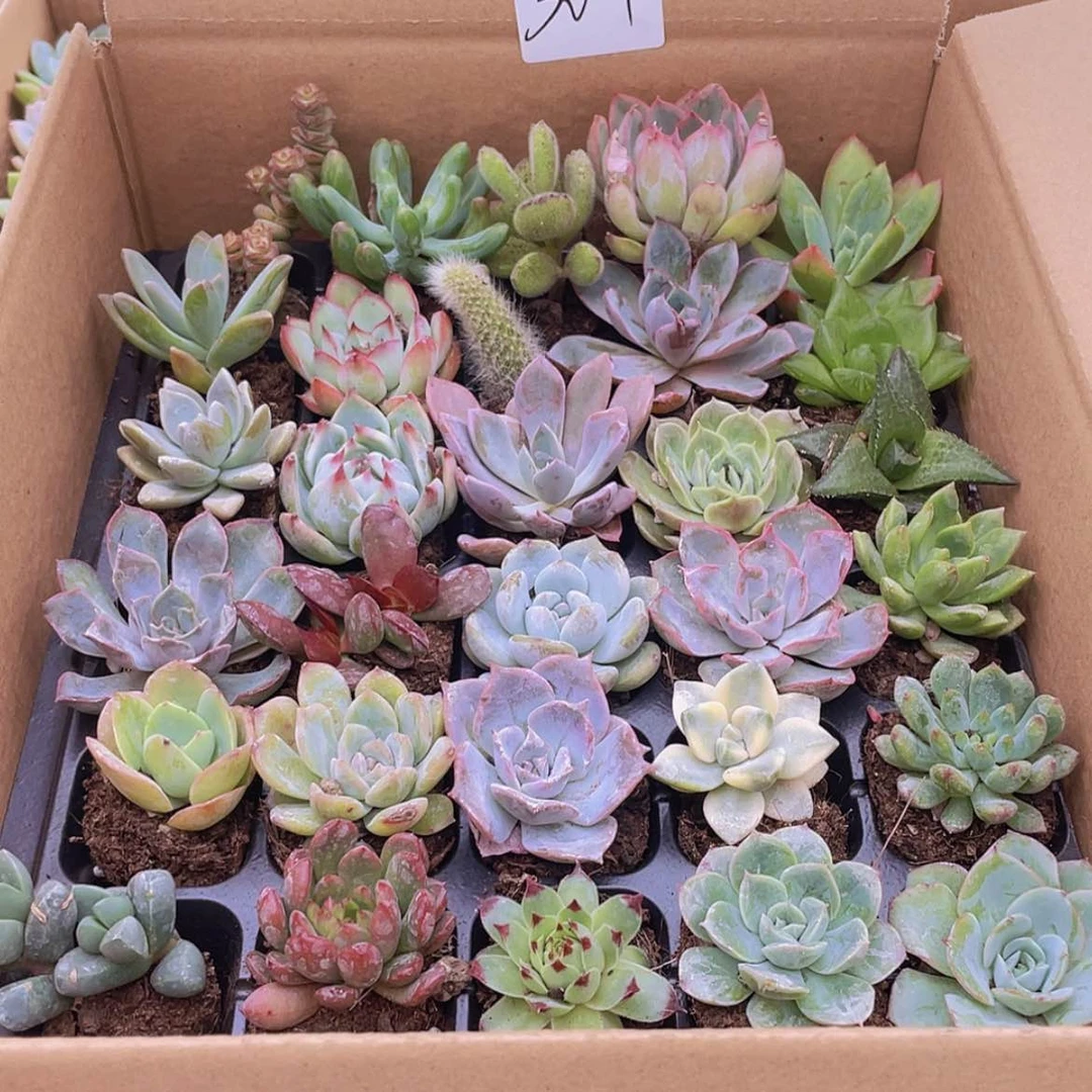 【闪购商品】30颗-1号约3-5厘米