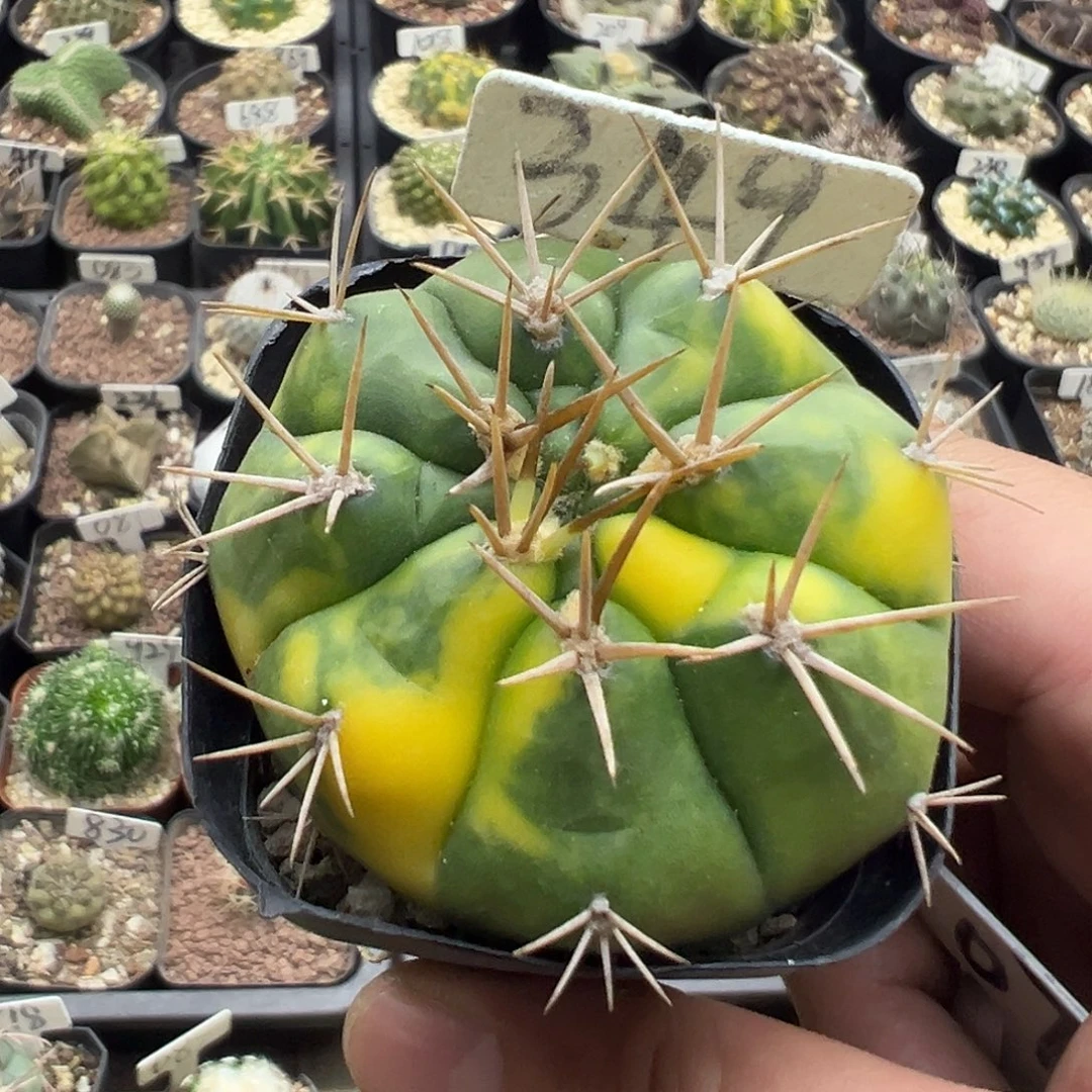 349勇将丸锦实生555