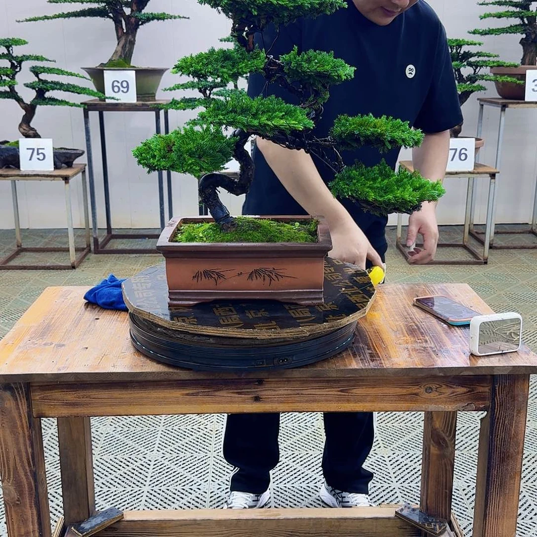 无花朵柏树造型盆景