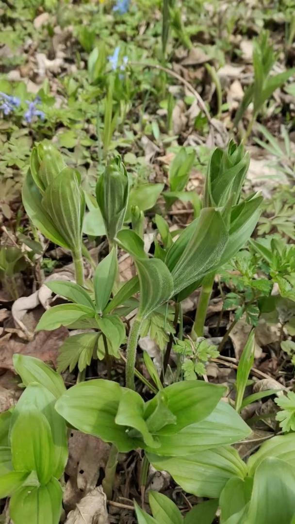 东北大山里野生山迷子