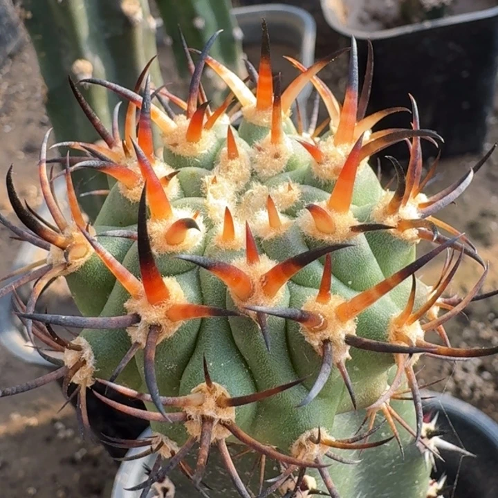 伍佰津玉，苗接666666