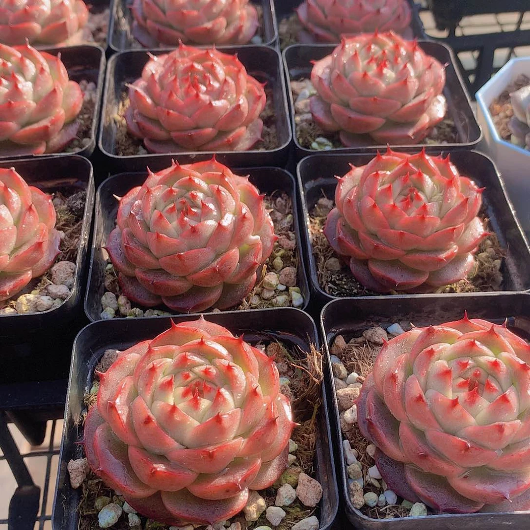 火麒麟3467789000000