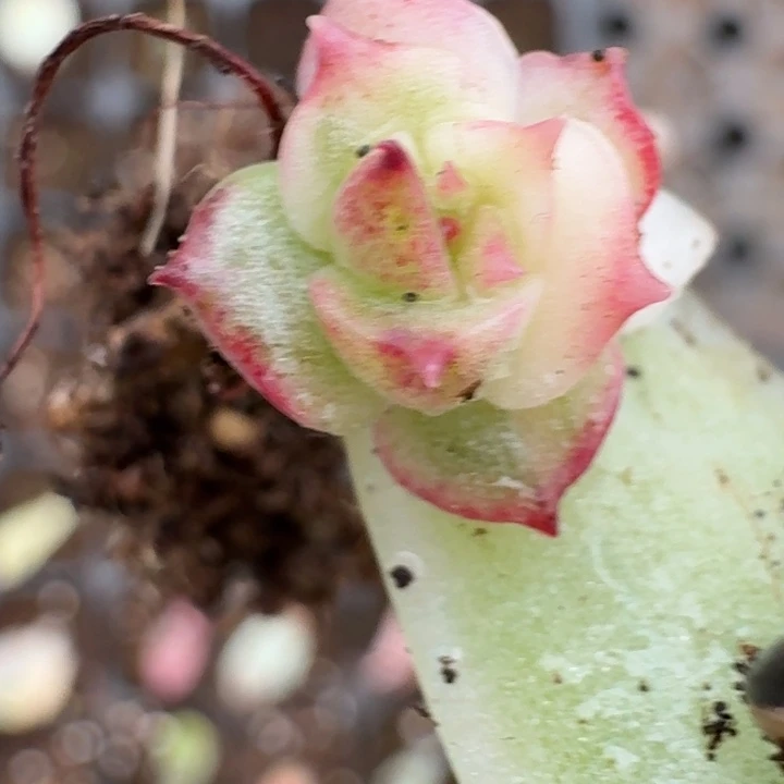 黑水晶锦一物一拍54