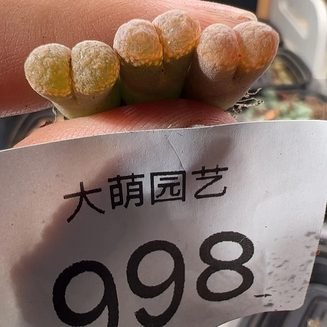 一物一拍脱土发。1809草莓蛋糕杂交。998