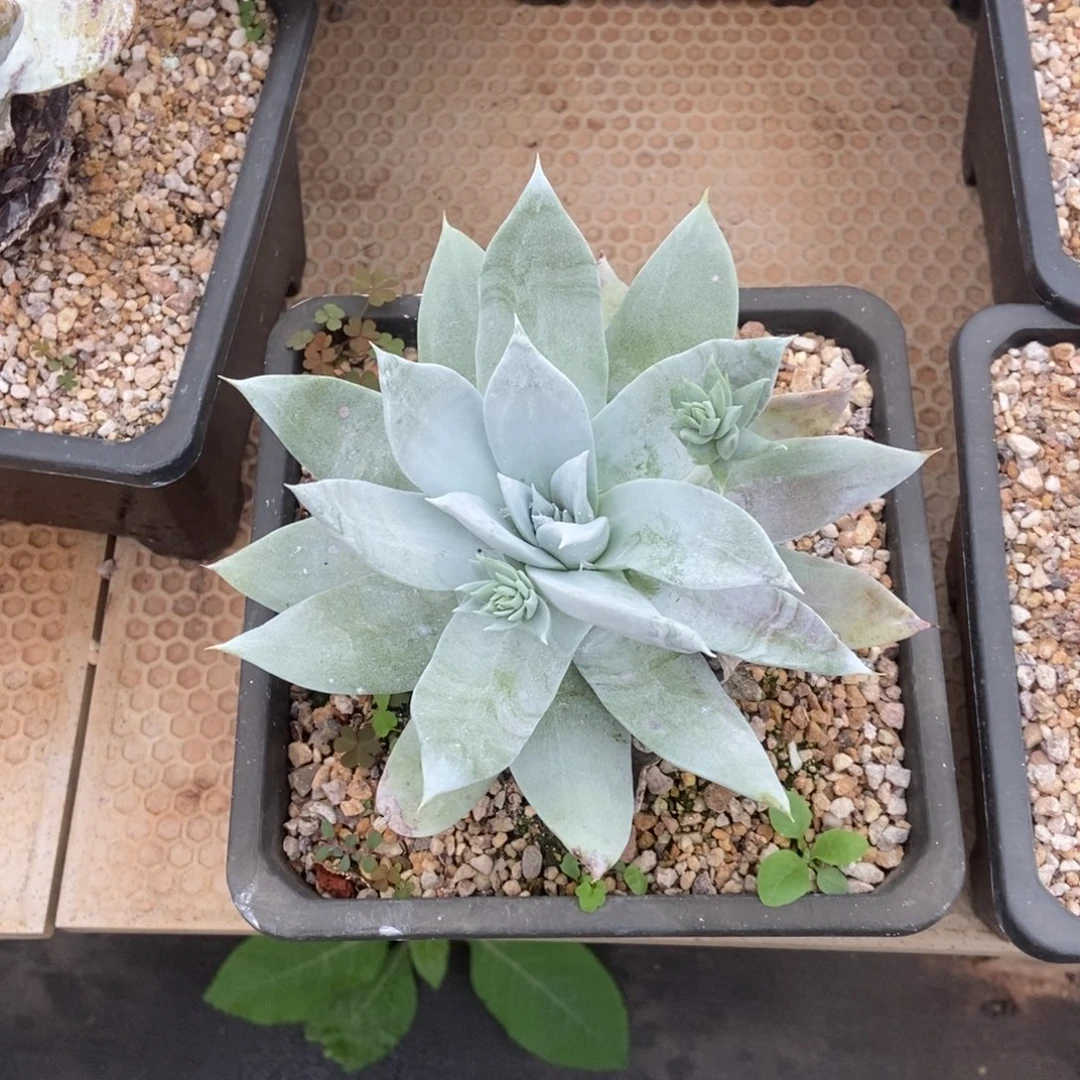 雪山多肉植物啦啦啦