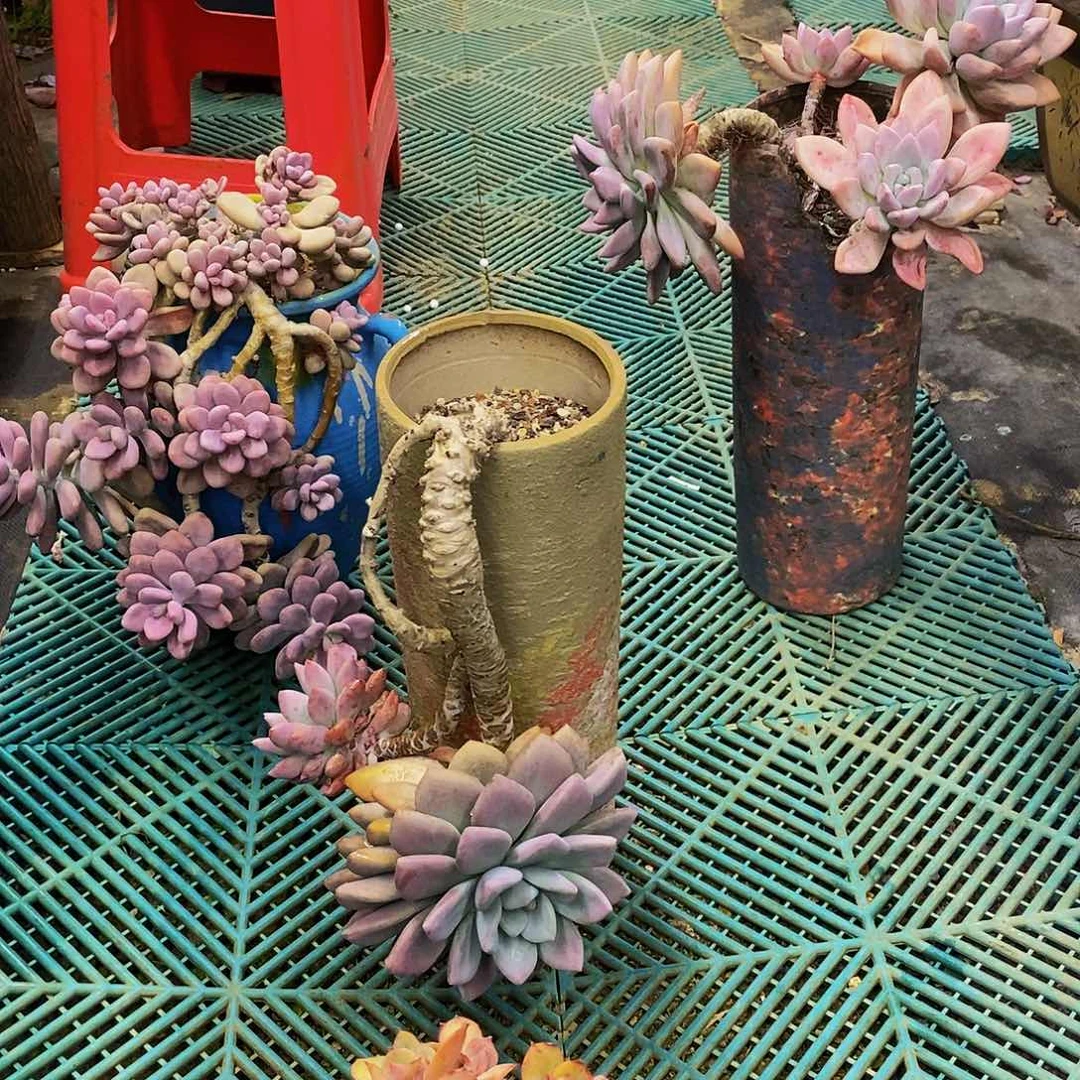 白**姐老桩多肉三颗带盆
