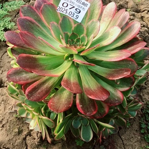 ✿****?3.9-79半夏多肉植物