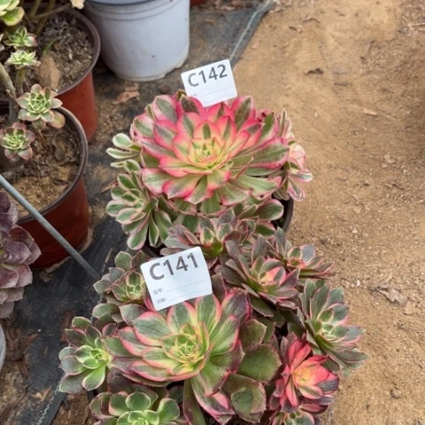 多肉植物黑魔锦倾城