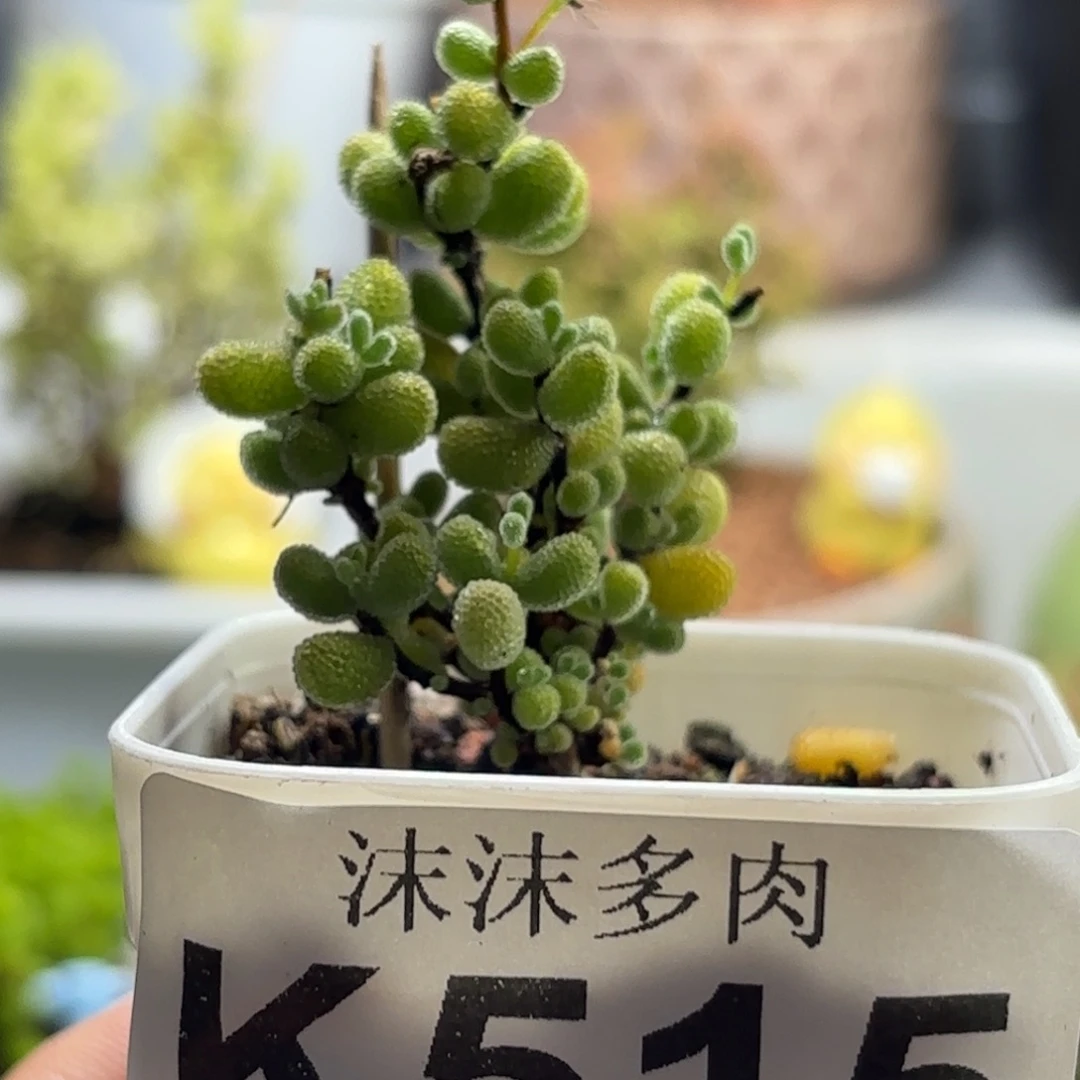 515翡翠枝干番杏福利