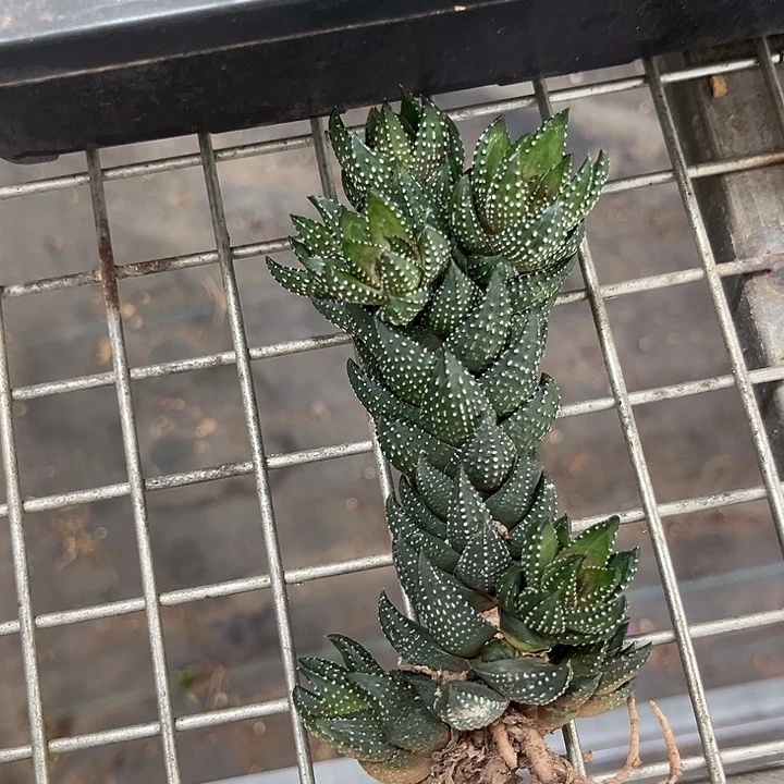 我的心好痛啊好想