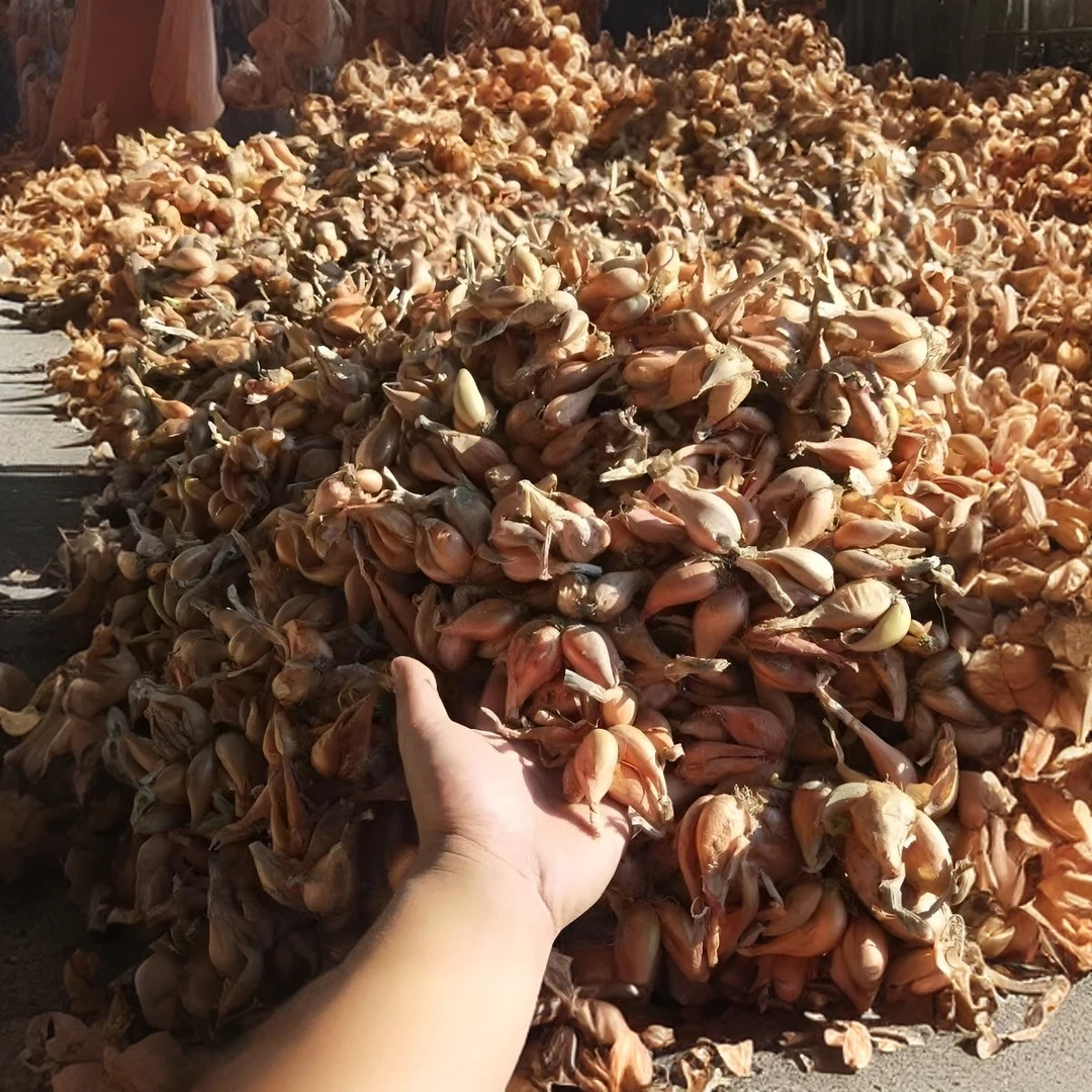 现货四季红葱头黄葱头带根葱头香葱现发(只发根头）肉厚红自用
