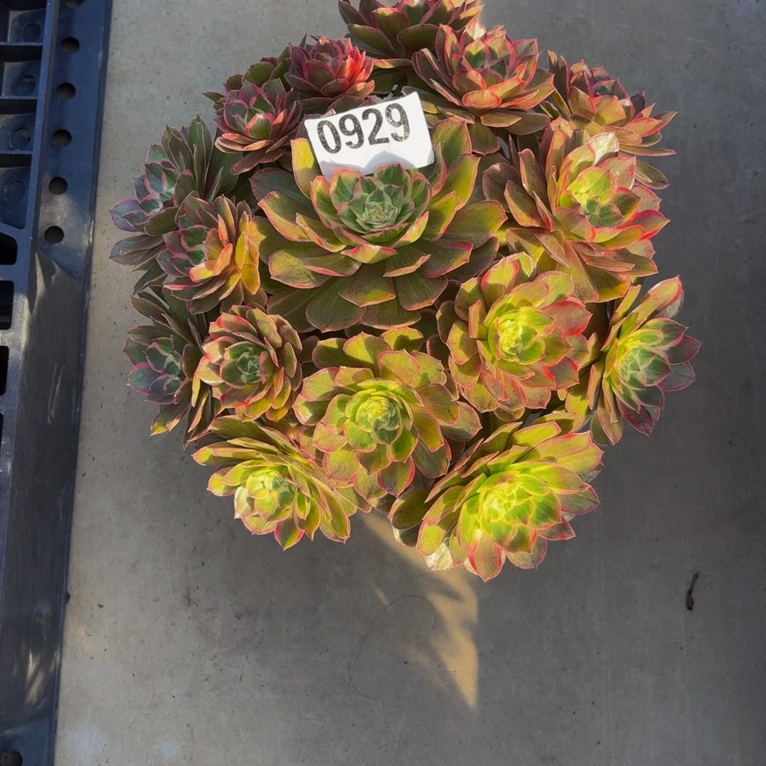 无花朵0929莲花座111111