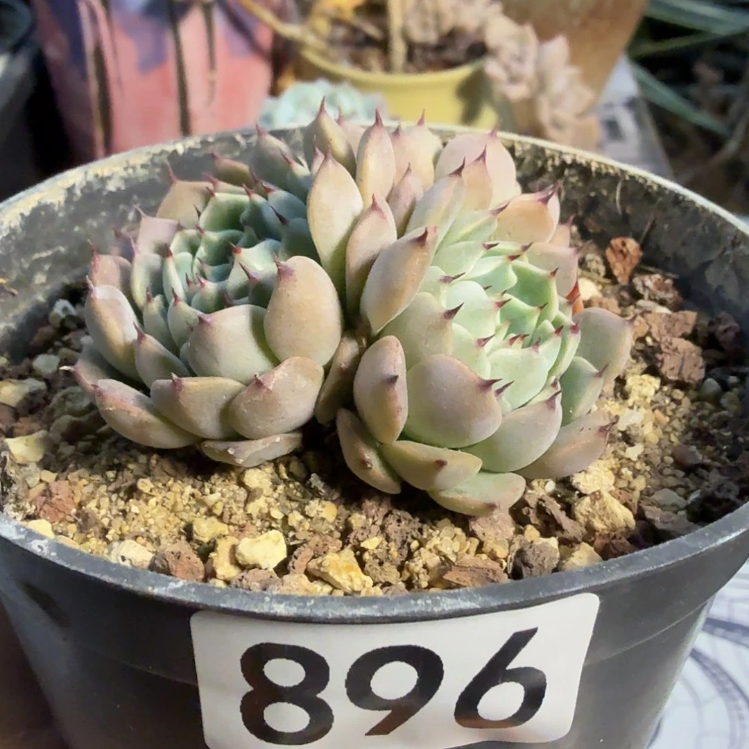 896三头无砍杂满20包邮