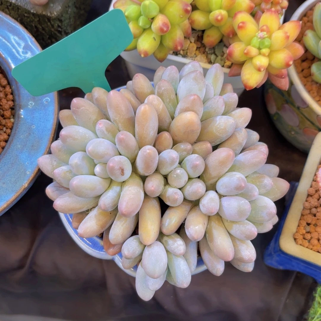 琴****肉我的小可爱们都好可爱