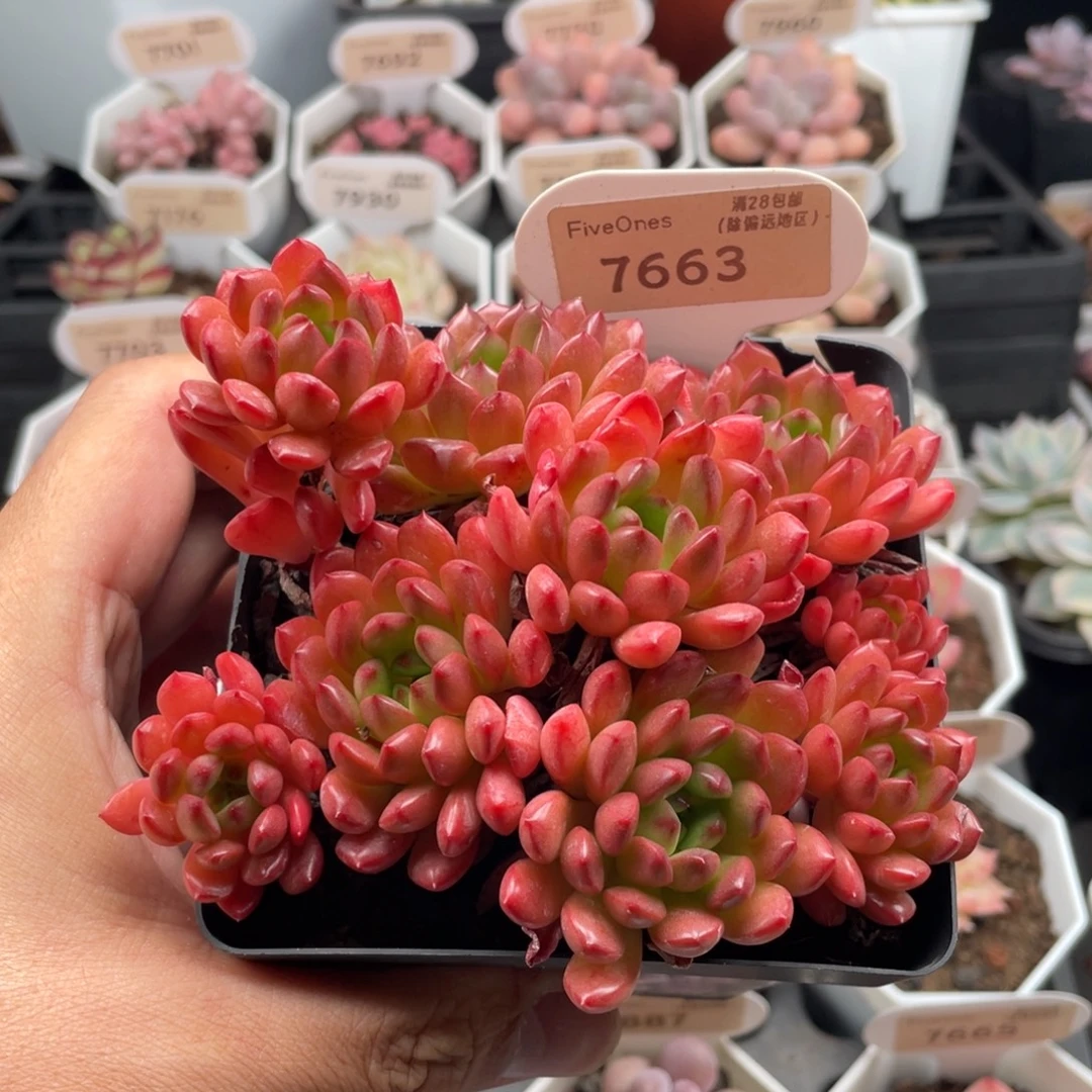 鸡血红宝石7663-12厘米