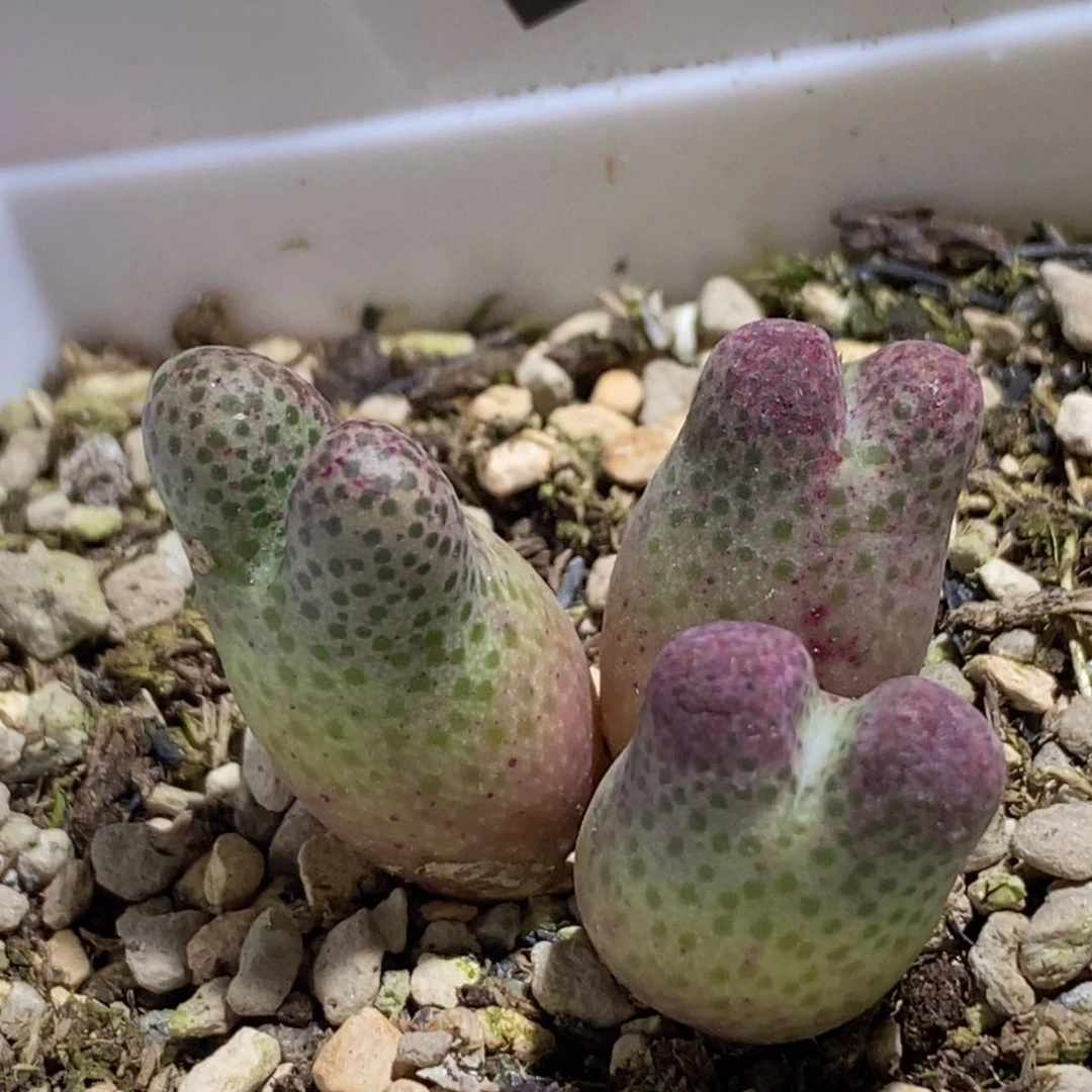 1253/大年份955好看好看