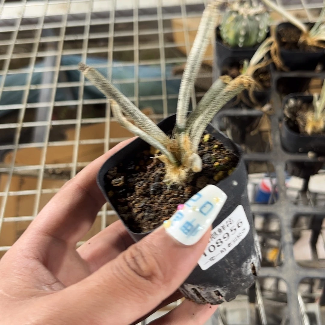 l***提108956一物一拍单头发货