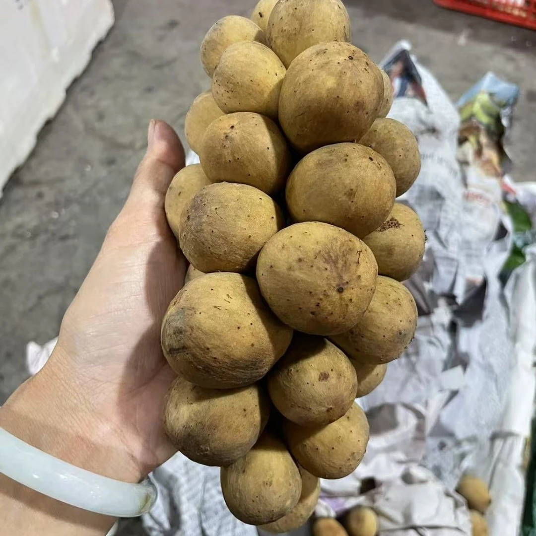 【龙宫果种子】四季种植家庭阳台盆栽地栽