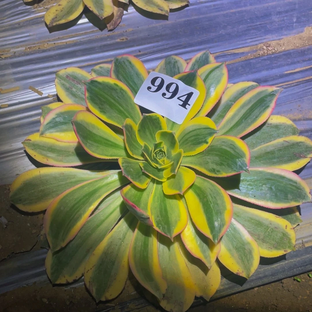 灿烂多肉植物多肉994