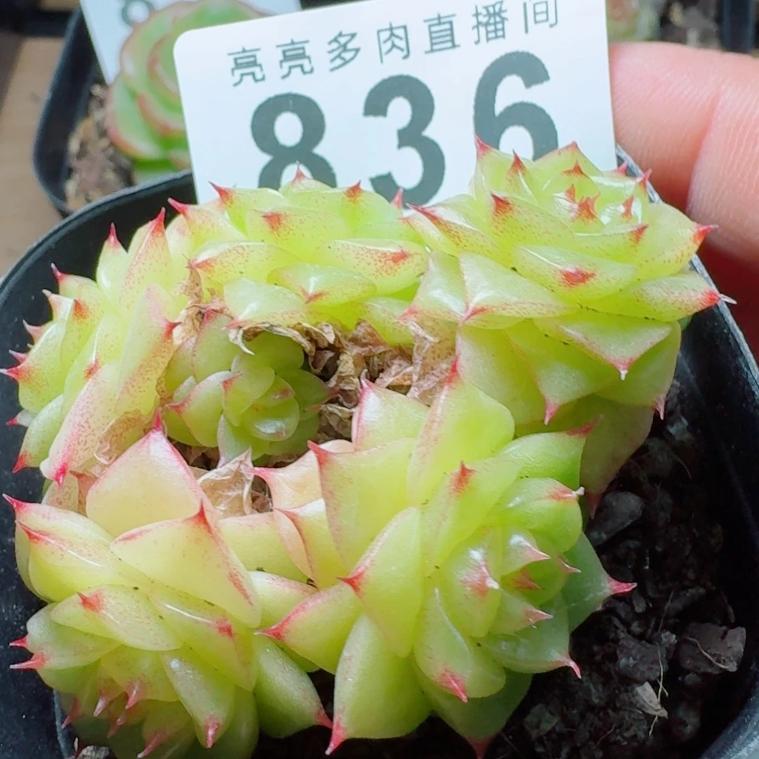 杜若群生            精美多肉植物