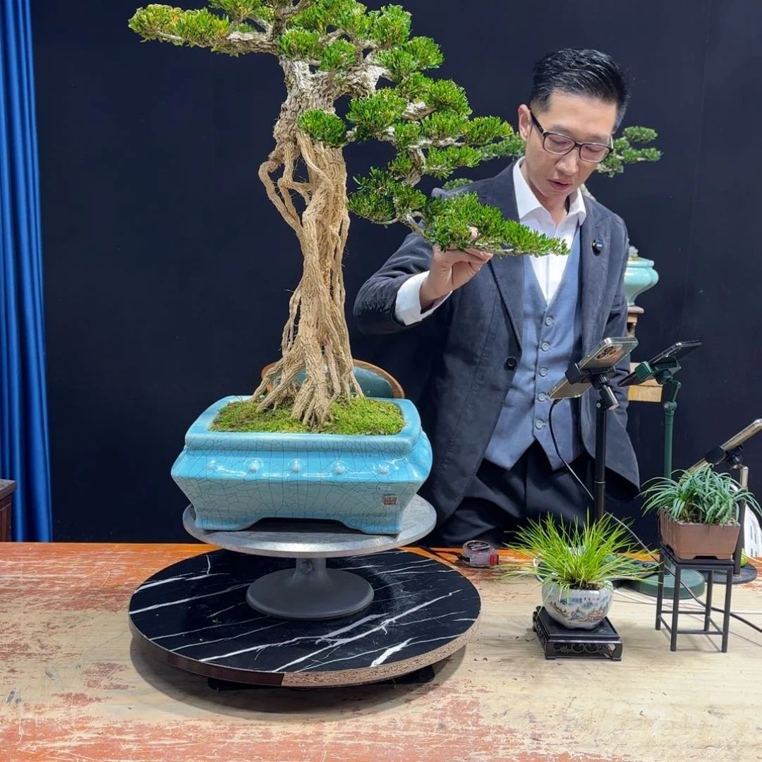 黄杨室内室外盆景艺术