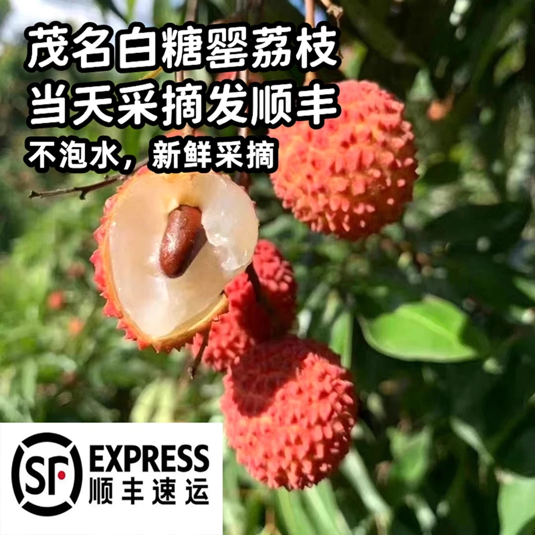 正宗广东茂名白糖罂荔枝现摘现发香甜多汁应季水果妃子笑黑叶荔枝